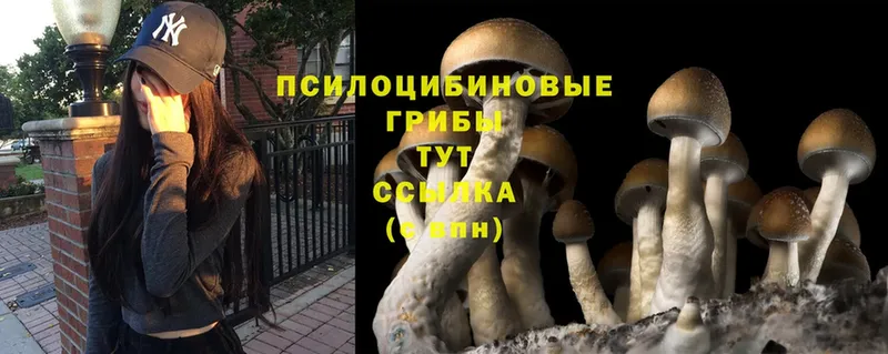 сколько стоит  Гудермес  Псилоцибиновые грибы MAGIC MUSHROOMS 